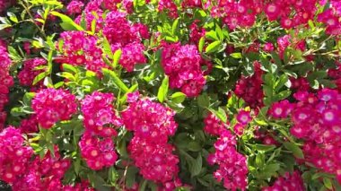 Misk gülü, güzel kıpkırmızı çiçekleri olan, yakın plan.