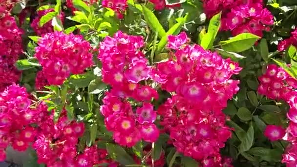 Musc Rose Hybride Avec Belles Fleurs Cramoisies Lumineuses Gros Plan — Video