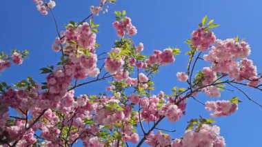 Güzel Japon kirazı (sakura) güneşli bir bahar gününde mavi gökyüzünde çiçek açar.
