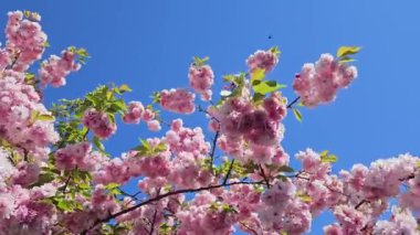 Güzel Japon kirazı (sakura) güneşli bir bahar gününde mavi gökyüzünde çiçek açar.