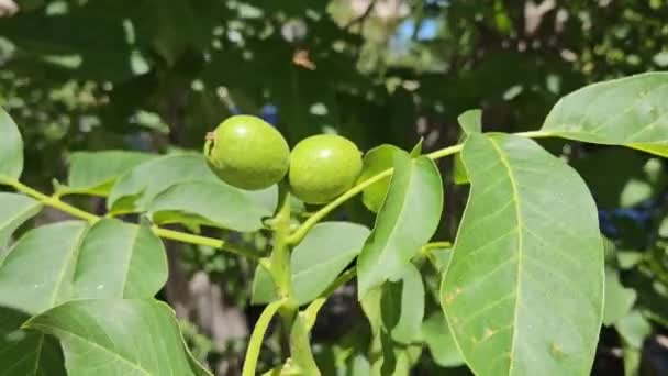 Větev Ořechového Dřeva Nezralými Zelenými Ořechy Detail — Stock video
