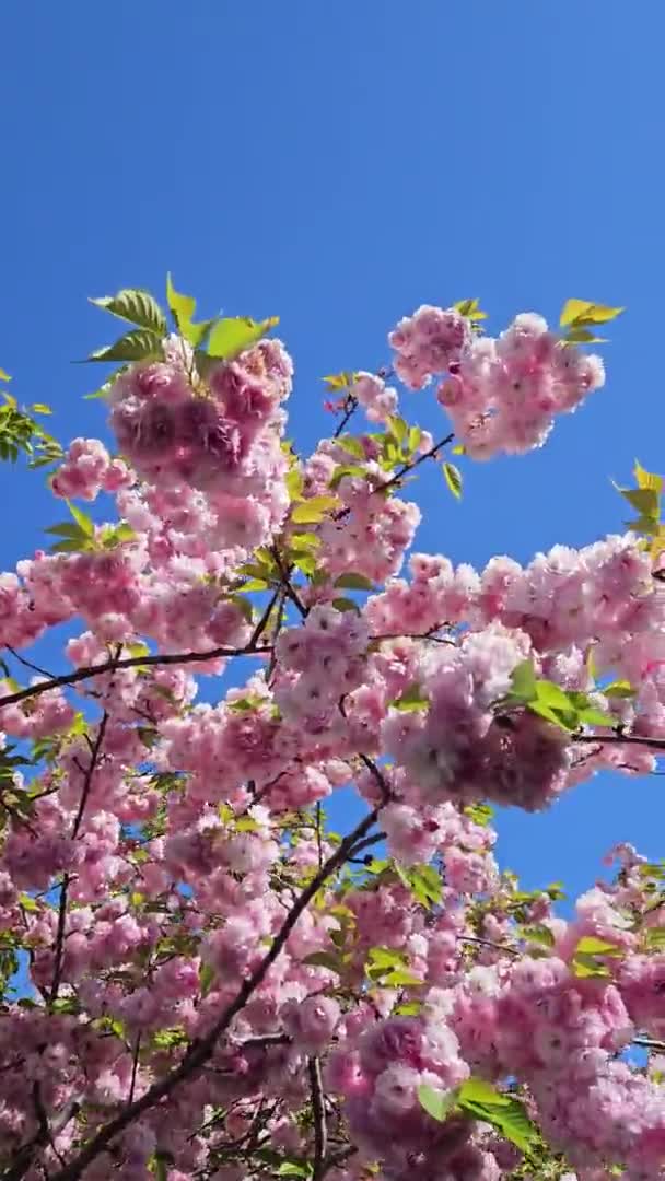 Bella Ciliegia Giapponese Sakura Fioritura Soleggiata Giornata Primaverile Sfondo Cielo — Video Stock
