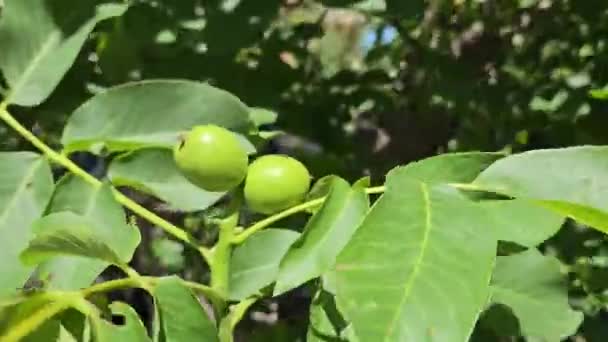 Walnut Tree Branch Unripe Green Nuts Close — Stock Video