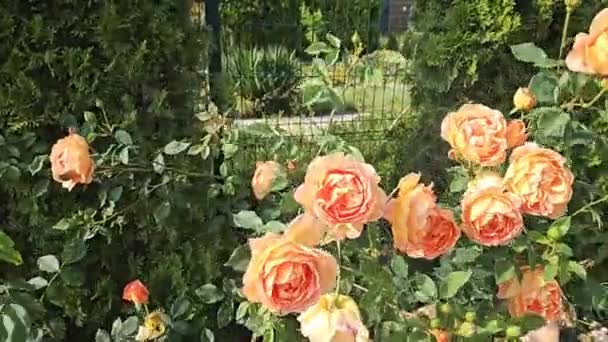 Ramas Rosa Con Hermosas Flores Balanceándose Viento — Vídeos de Stock
