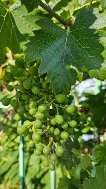 Bulgaristan 'da bir grup olgunlaşmamış üzüm yetişiyor, yakın plan.
