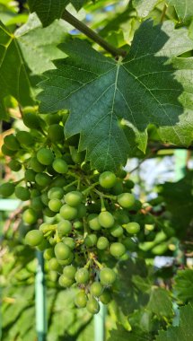 Bulgaristan 'da olgunlaşmamış üzümlerin büyüdüğü bir dal, yakın plan