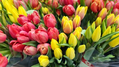 Parlak Kırmızı ve Sarı Laleler, Doğal Arkaplan