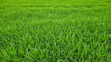 Taze yeşil çimenler, doğal arka plan, ilkbahar alanı yakın çekim dokusu.