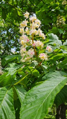 Bahar çiçeğinin dalları Güzel beyaz çiçeklerle kestane