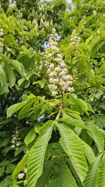 Bahar dalları çiçek açıyor Güzel beyaz çiçeklerle kestane