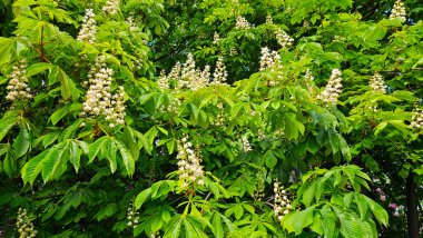 Bahar dalları çiçek açıyor Güzel beyaz çiçeklerle kestane