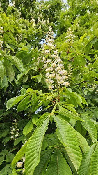 Bahar dalları çiçek açıyor Güzel beyaz çiçeklerle kestane