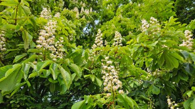 Bahar dalları çiçek açıyor Güzel beyaz çiçeklerle kestane