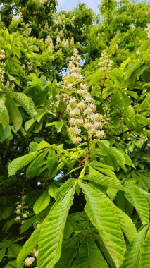 Bahar dalları çiçek açıyor Güzel beyaz çiçeklerle kestane