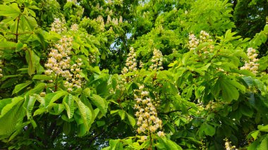 Bahar dalları çiçek açıyor Güzel beyaz çiçeklerle kestane