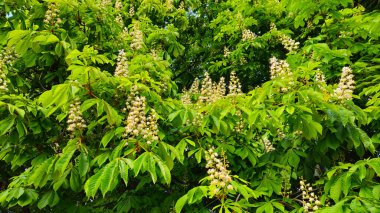 Bahar dalları çiçek açıyor Güzel beyaz çiçeklerle kestane