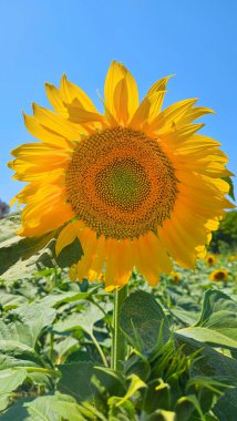 Güneş ışığında parlayan Ayçiçeğinin parlak sarı çiçeği, mavi gökyüzünün arka planında yakın plan