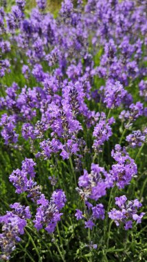 Güzel çiçek açan lavanta, yakın plan doğal arka plan.