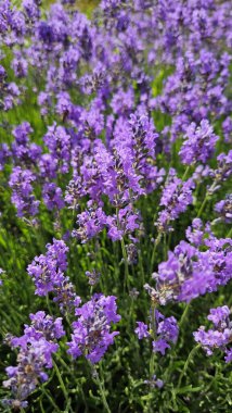 Güzel çiçek açan lavanta, yakın plan doğal arka plan.