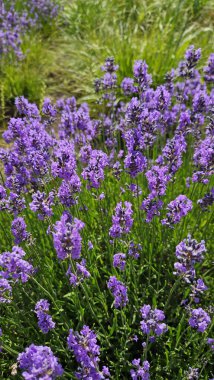 Güzel çiçek açan lavanta, yakın plan doğal arka plan.