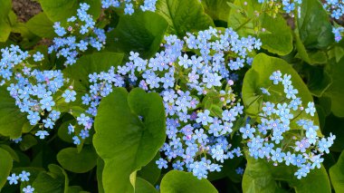 Unutma beni noktalarının küçük mavi çiçekleri, yakın plan. 