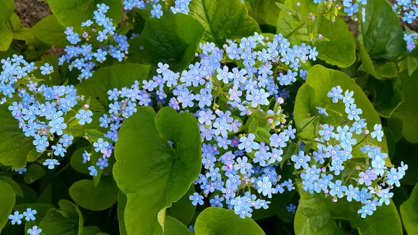 Unutma beni noktalarının küçük mavi çiçekleri, yakın plan. 