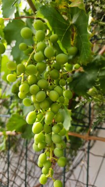 Bulgaristan 'da olgunlaşan yeşil üzüm sürüsü, yakın plan