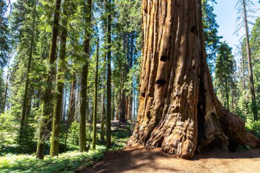 Sequoia Ulusal Parkı 'ndaki Giant Sequoia, ABD