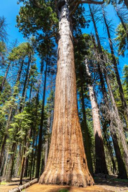Sequoia Ulusal Parkı 'ndaki Giant Sequoia, ABD