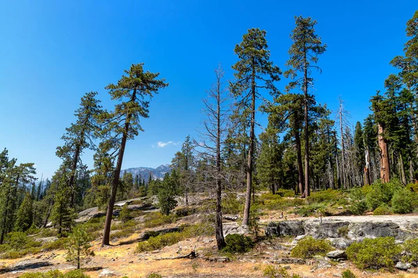 Jättesequoia Sequoia National Park Kalifornien Usa — Stockfoto