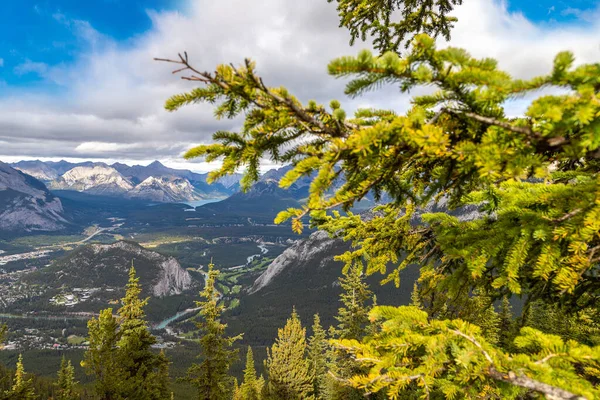캐나다 산맥의 밸리에 공원에 전나무 가지의 모습을 한눈에 수있는 — 스톡 사진