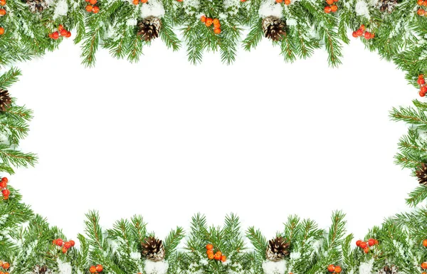 圣诞背景 圆锥和冬青莓与白色隔离 — 图库照片