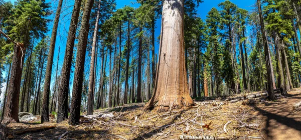 Panorama Séquoia Géant Dans Parc National Sequoia Californie États Unis — Photo