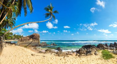 Sri Lanka 'da güneşli bir günde Dalawella Sahili' nde Kaya ve Palmiye Ağacı Panoraması