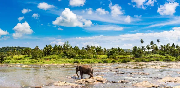 Panorama Single Elephant Pinnawala Elephant Orphanage Central Sri Lanka — Stock Photo, Image