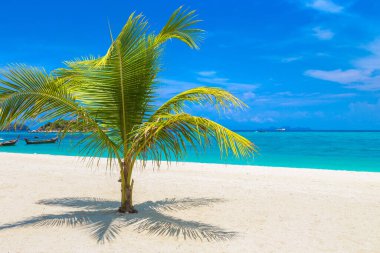 Tropikal sahilde sallanan tek bir küçük palmiye ağacı ve beyaz kum.