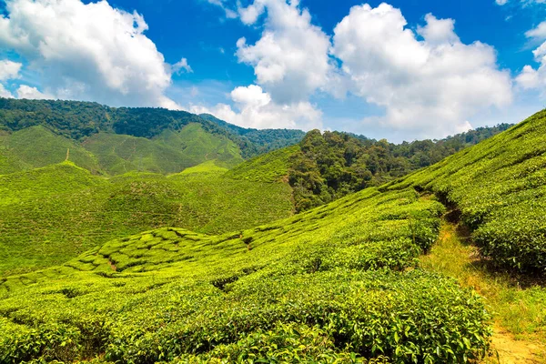 Panoramiczny Widok Plantacje Herbaty Słoneczny Dzień — Zdjęcie stockowe