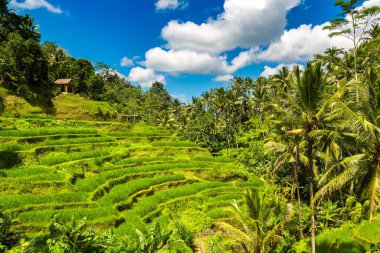 Bali, Endonezya 'da Tegallalang pirinç tarlası güneşli bir günde