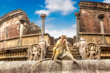 Wild monkeys at Ruins of  Vatadage in Polonnaruwa Archaeological Museum, Sri Lanka