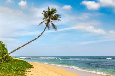 Sri Lanka 'da güneşli bir günde Sahilde Tek Palmiye ağacı