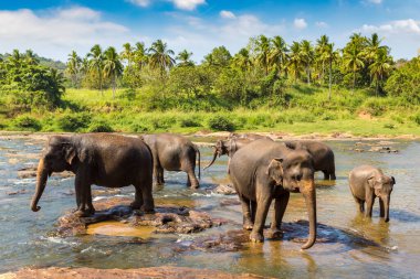 Sri Lanka 'daki nehirde fil sürüsü