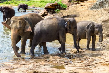 Sri Lanka 'da yaz günü fil sürüsü