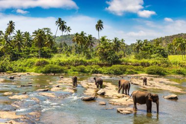 Sri Lanka 'daki Fil Yetimhanesi' nde fil sürüsü