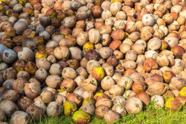 Heaps of coconuts in the tropical garden