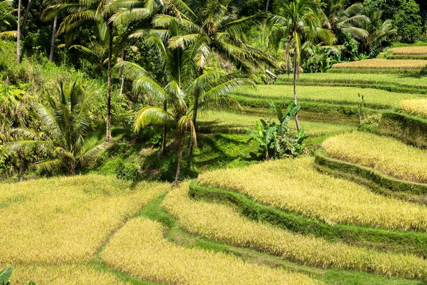 stock image Tegallalang rice terrace field on Bali, Indonesia in a sunny day