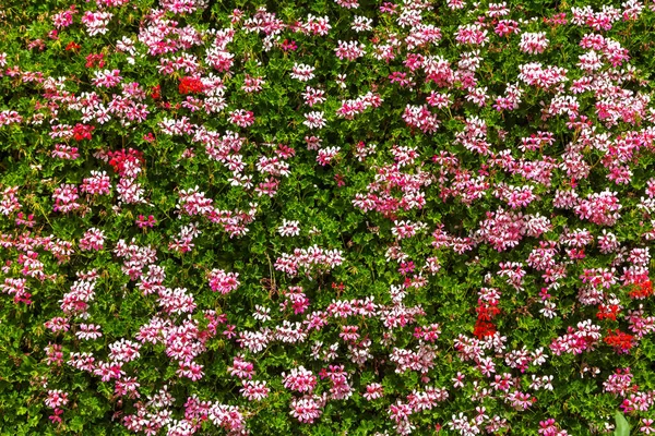 夏の日のピンクの花の背景 — ストック写真