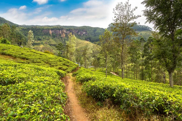 Zielona Herbata Świeże Liście Plantacjach Herbaty Nuwara Eliya Sri Lanka — Zdjęcie stockowe
