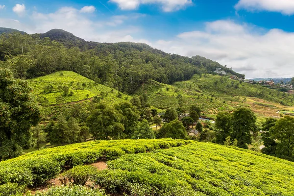 Tea Plantations Nuwara Eliya Sri Lanka — Stock Photo, Image