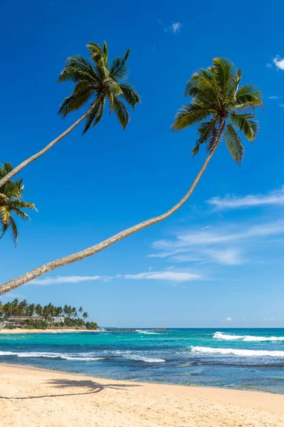 Palm Tree Blue Sky Sunny Day — Stock Photo, Image