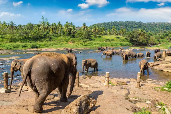 Стадо Слонов Шри Ланке Солнечный День — стоковое фото